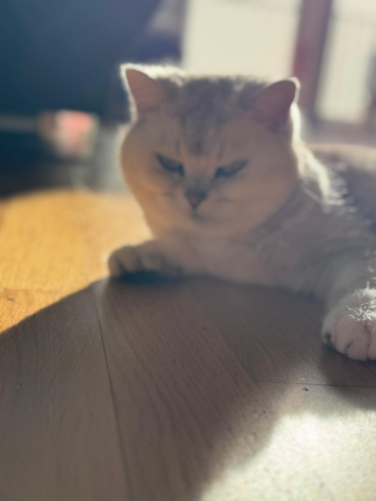 Jinx British Shorthair Kater – Nahaufnahme, döst auf dem Tisch
