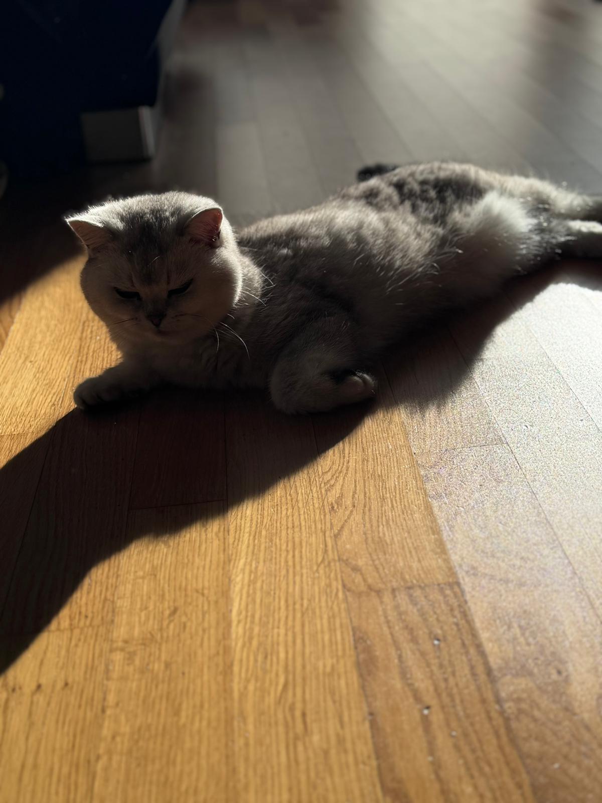 Jinx der British Shorthair Kater liegt entspannt im Sonnenlicht